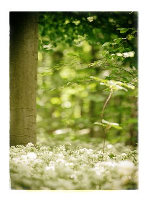 ... im Bärlauchrausch ...