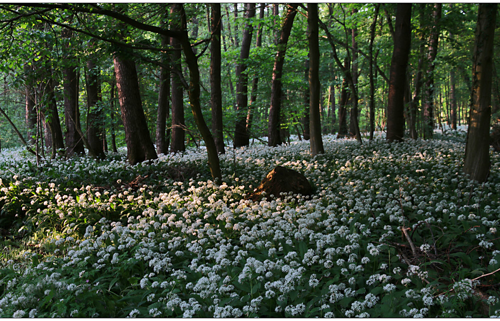 im bärlauchwald