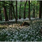 im bärlauchwald