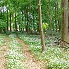 Im Bärlauchwald