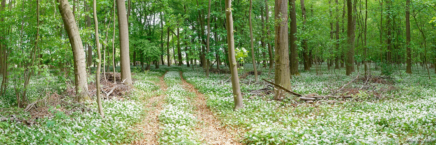 Im Bärlauchwald