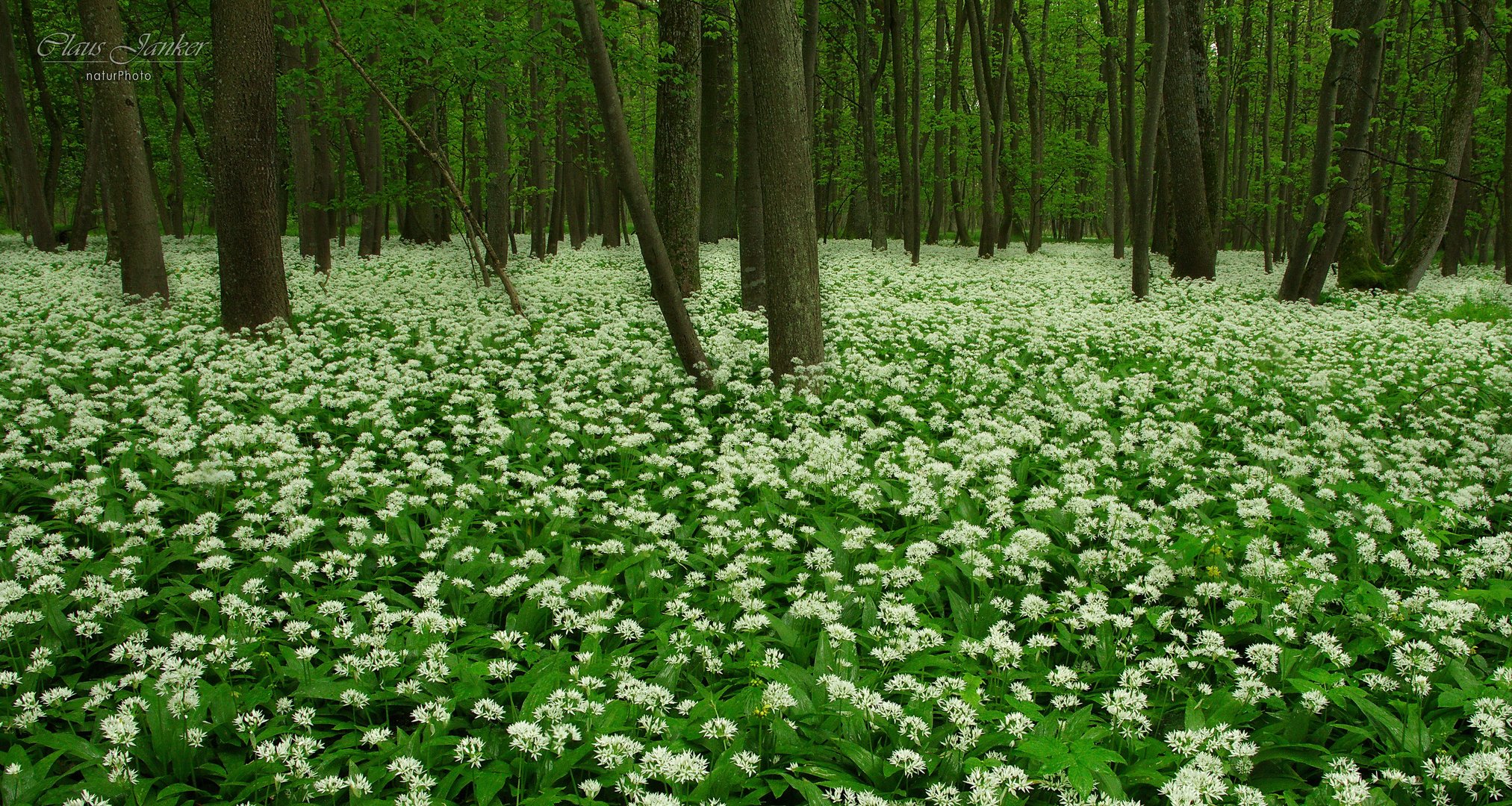 Im Bärlauchwald