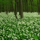 Im Bärlauchwald