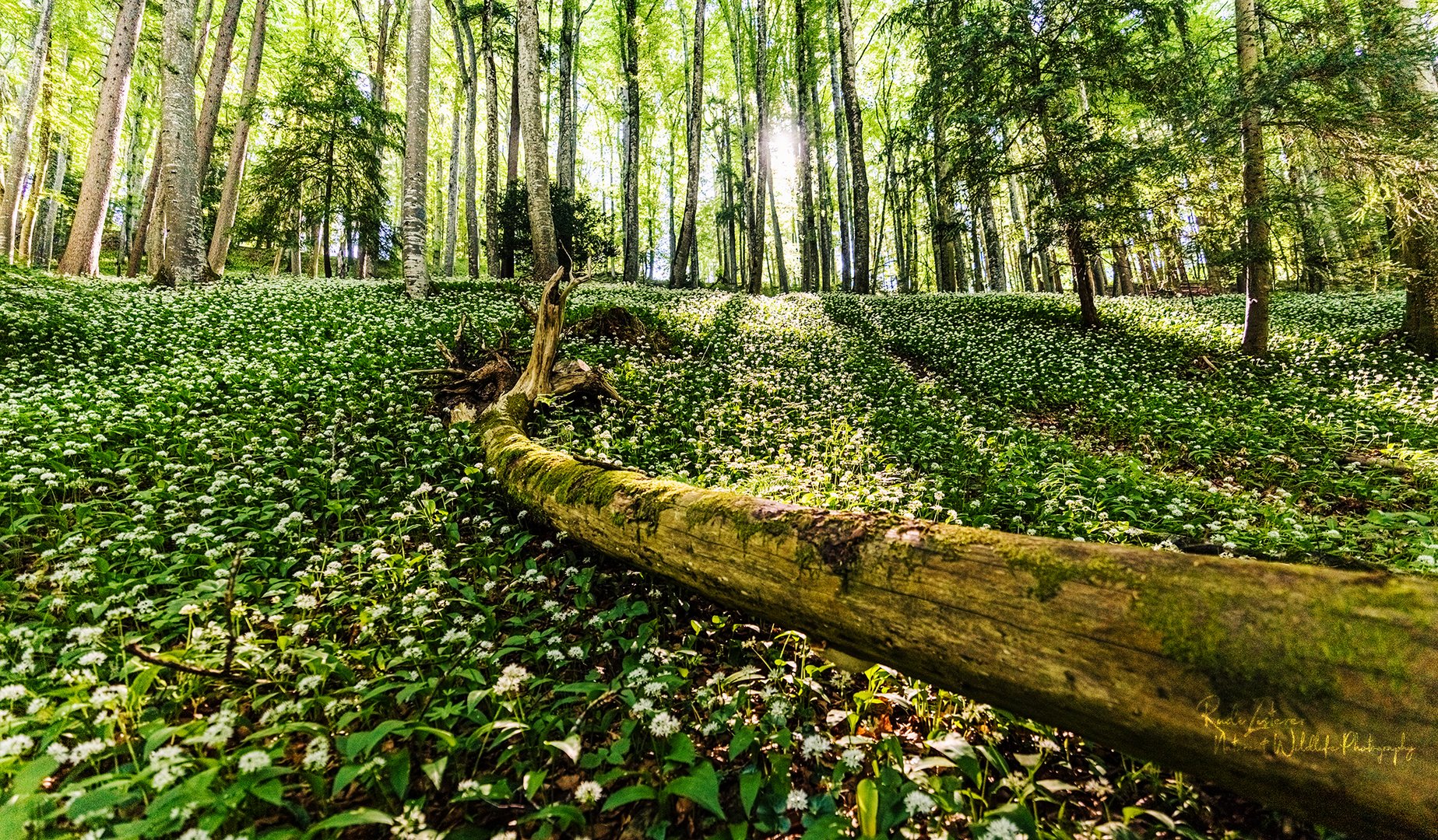 Im Bärlauchwald 