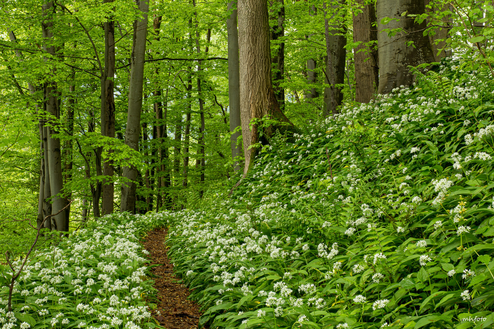 im Bärlauchwald