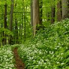 im Bärlauchwald