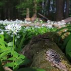 Im Bärlauchwald