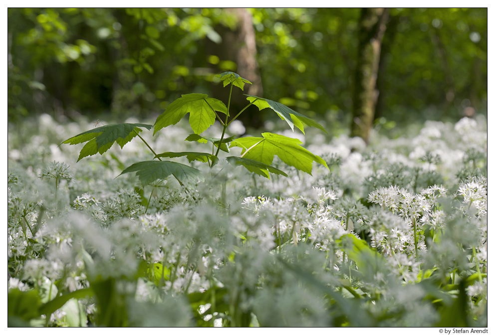 Im Bärlauchwald