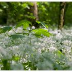 Im Bärlauchwald