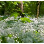 Im Bärlauchwald