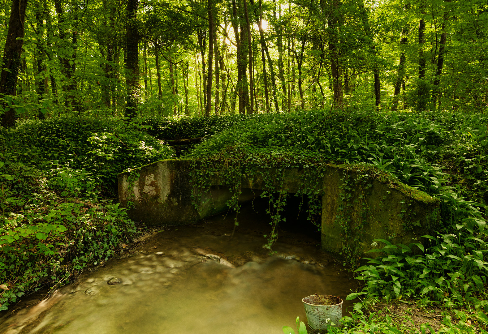 im Bärlauchwald