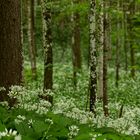 im Bärlauchwald