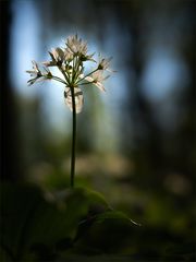 Im Bärlauchwald ...