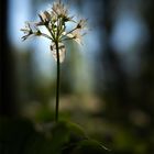 Im Bärlauchwald ...