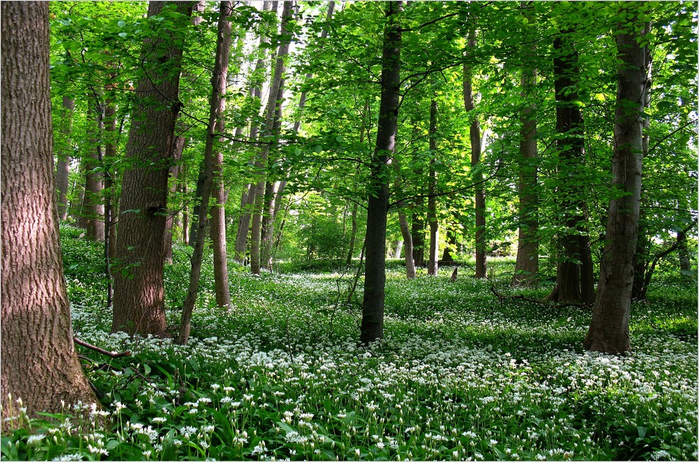 im Bärlauchwald