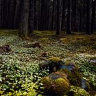 Im Bärlauchwald