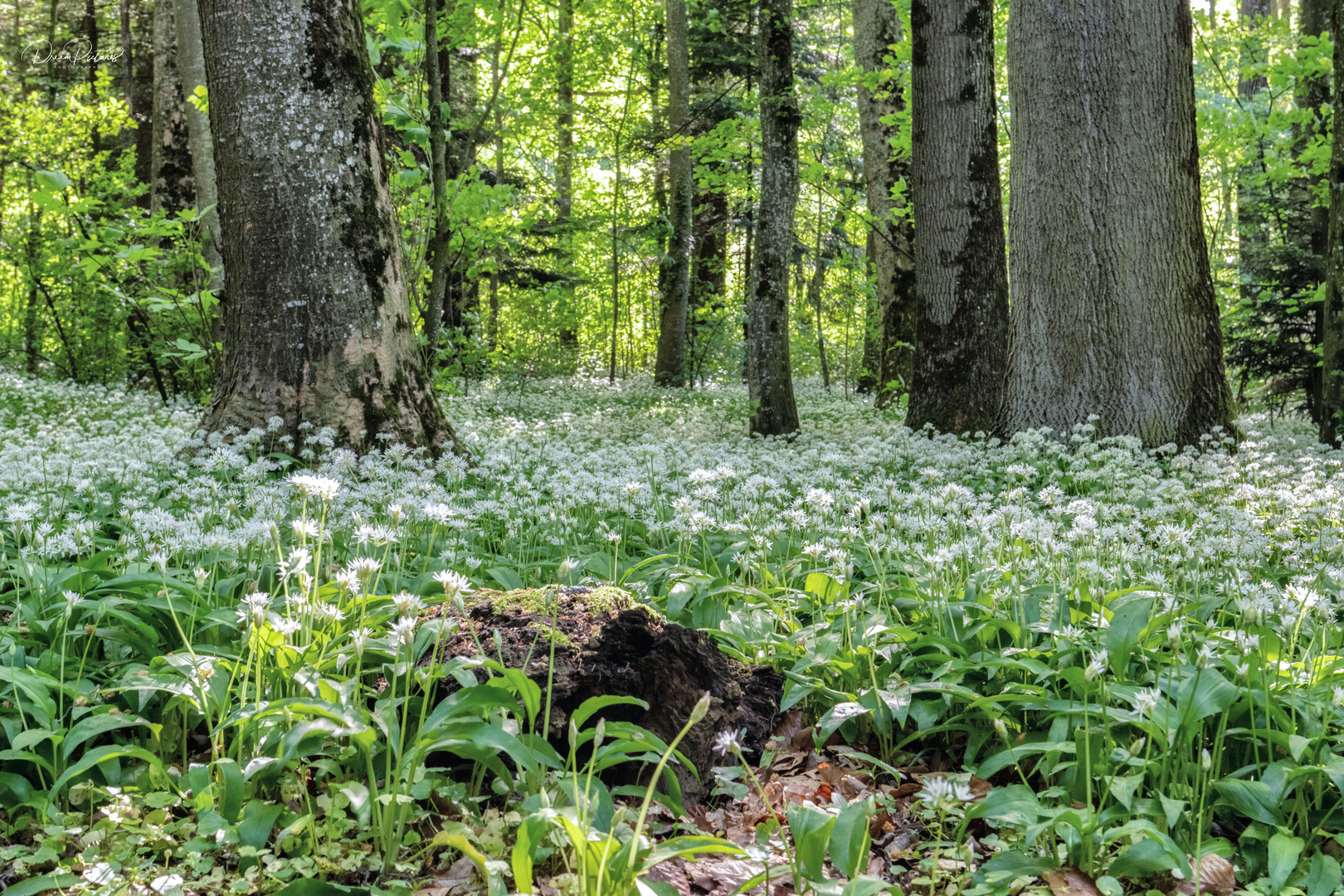 Im Bärlauchwald