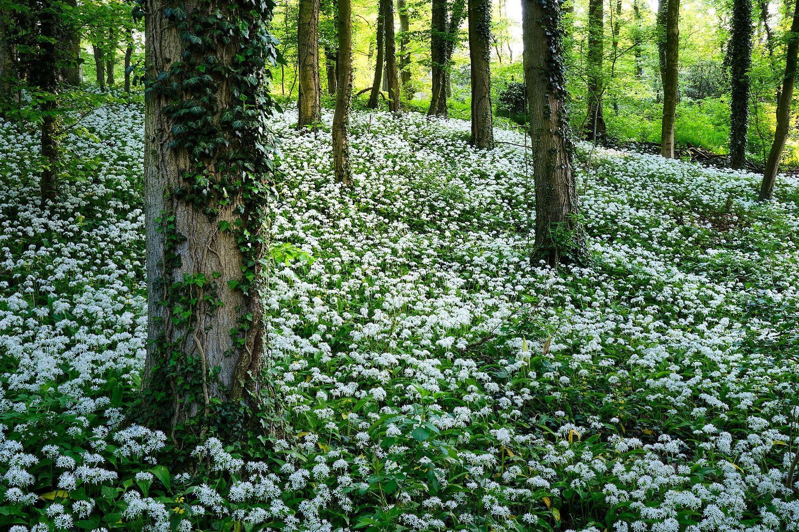 Im Bärlauchwald