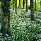 Im Bärlauchwald