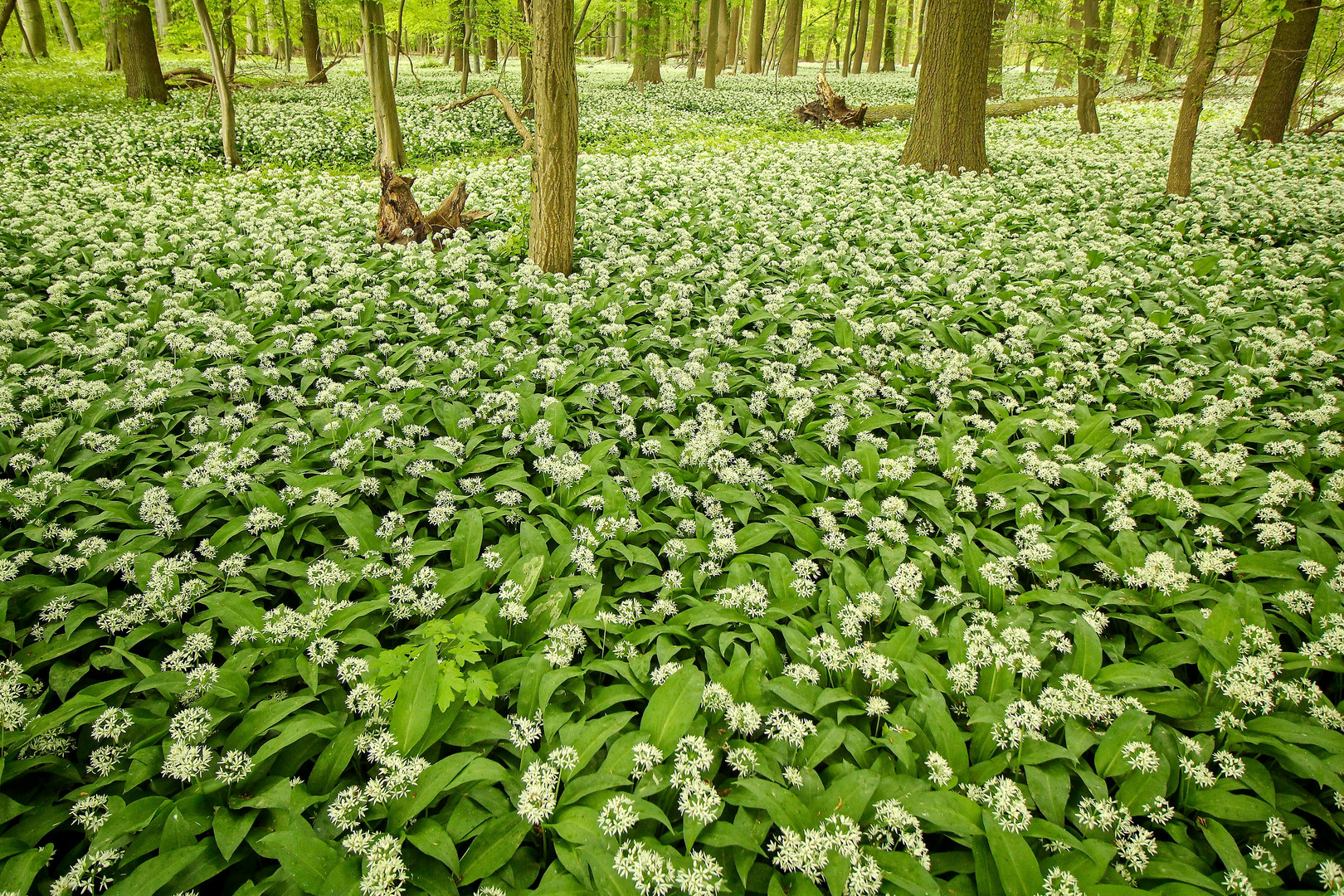 im Bärlauchwald