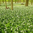 im Bärlauchwald