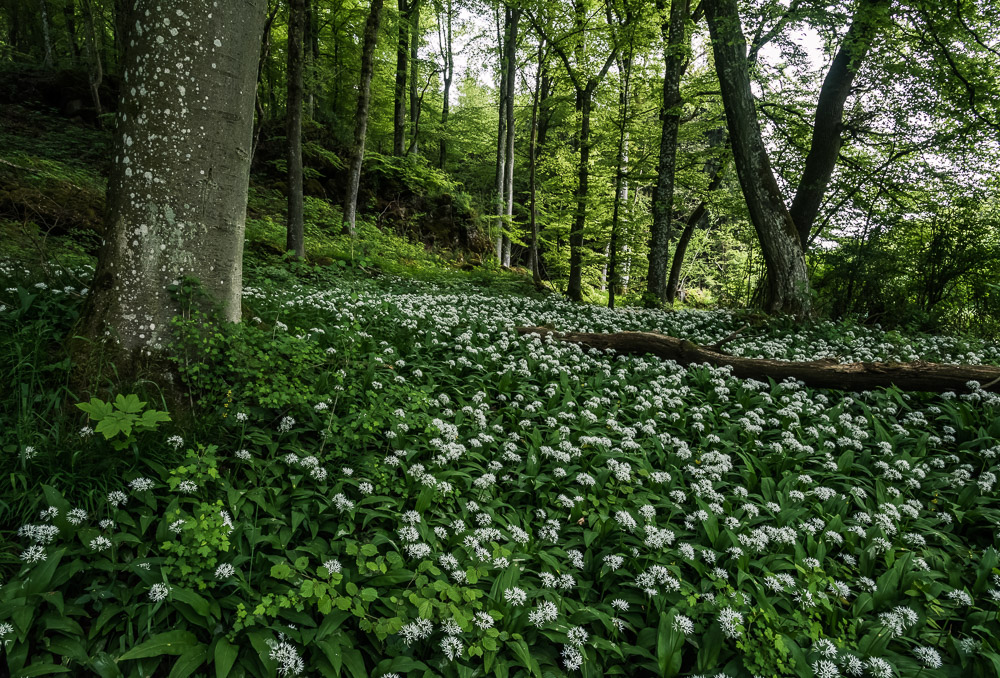 *Im Bärlauchwald*