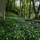 *Im Bärlauchwald*