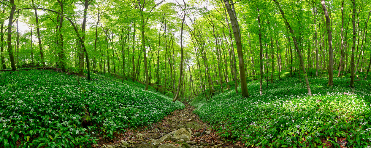 Im Bärlauchwald