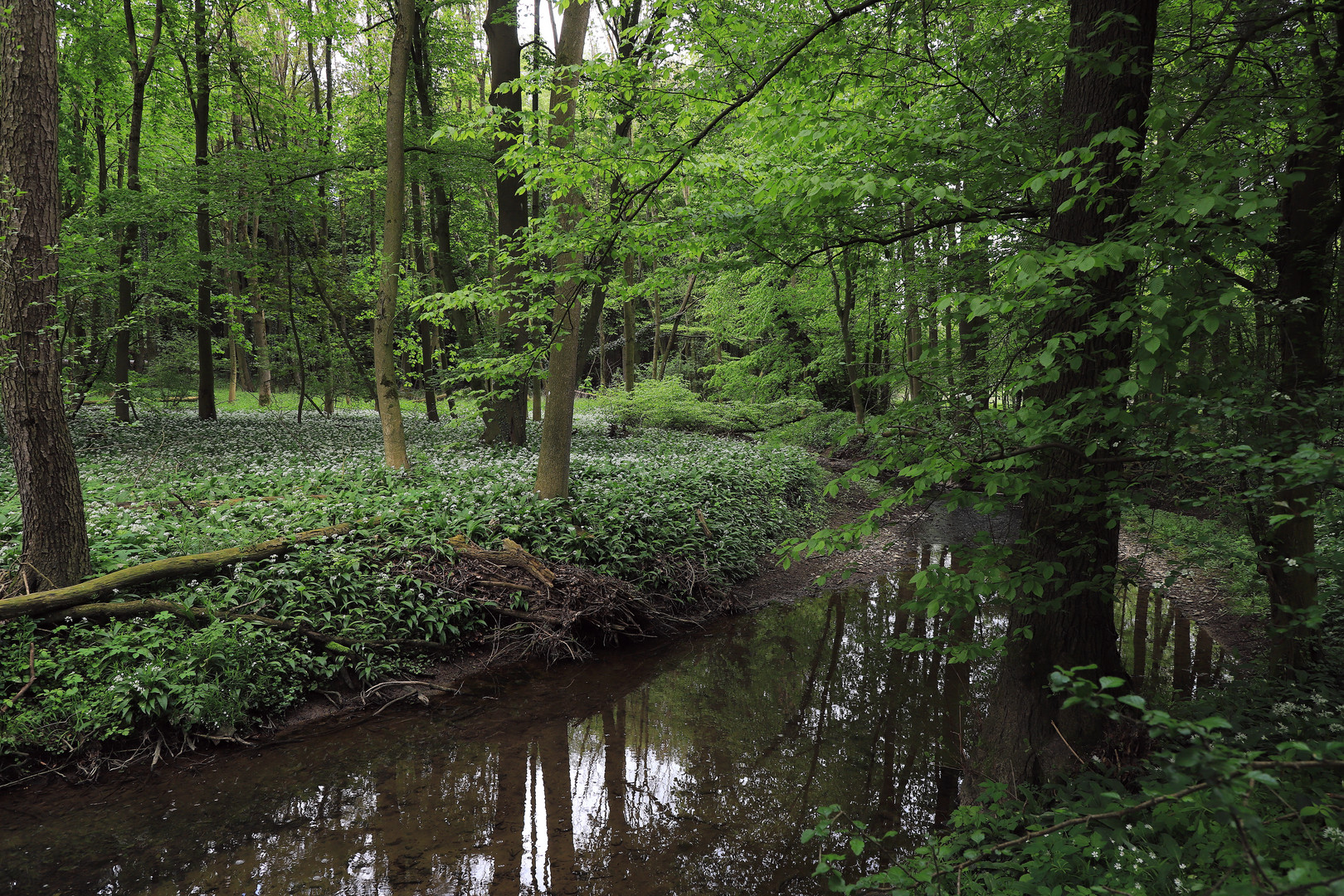 im bärlauchwald