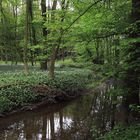 im bärlauchwald