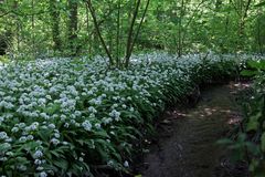 Im Bärlauchwald