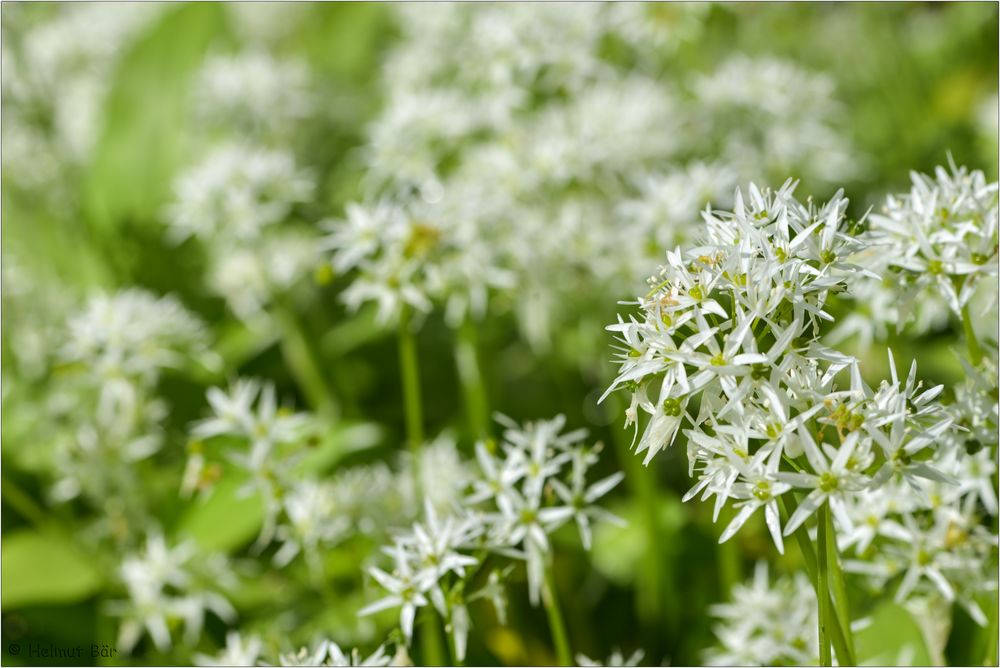 Im Bärlauchwald