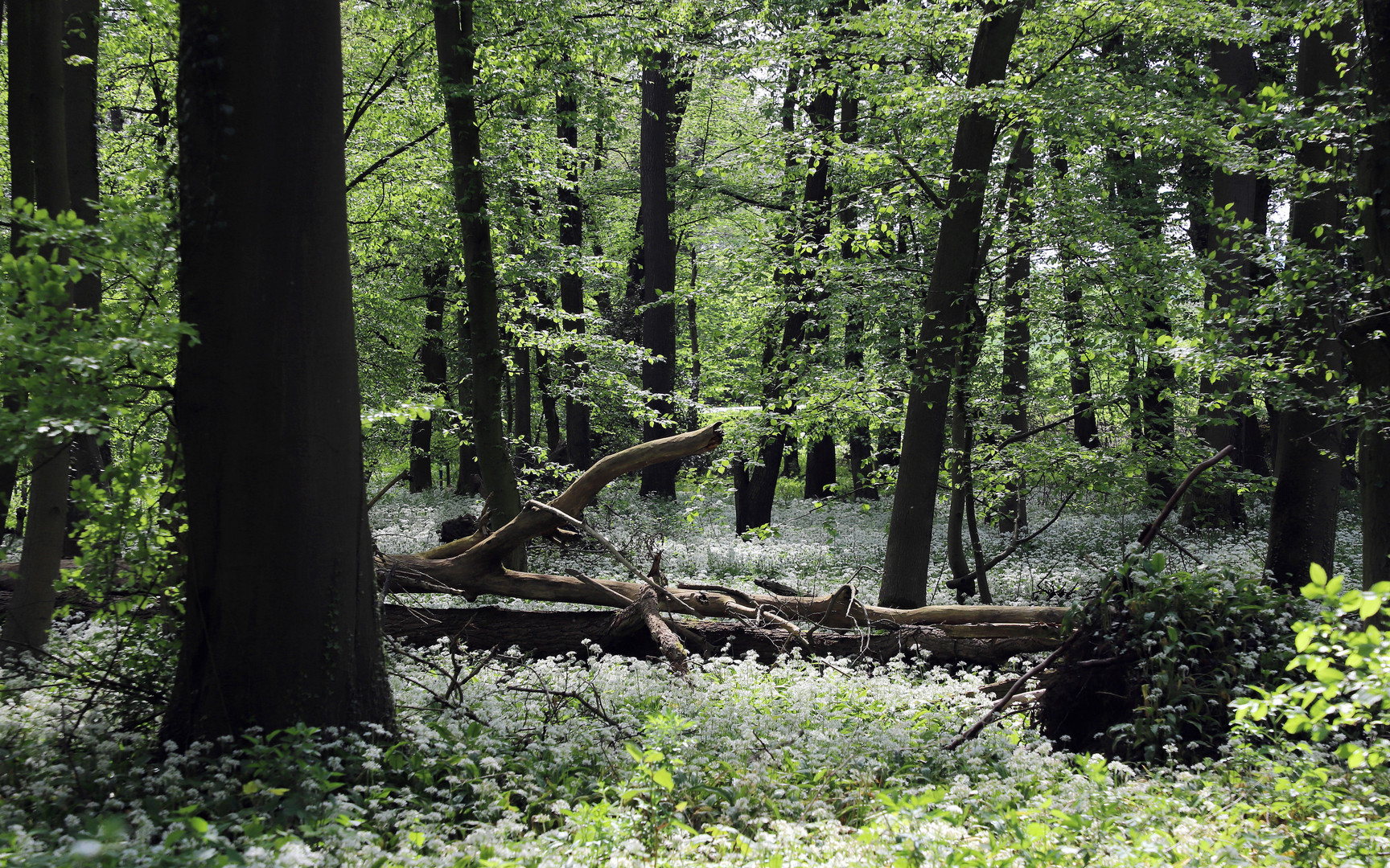 im bärlauchwald