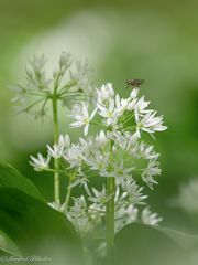 Im Bärlauchwald ...