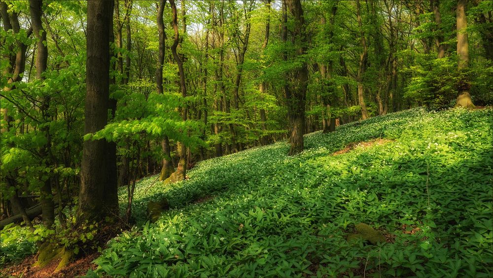 Im Bärlauchwald