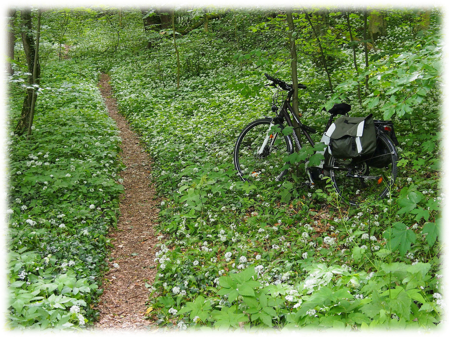 Im Bärlauchwald