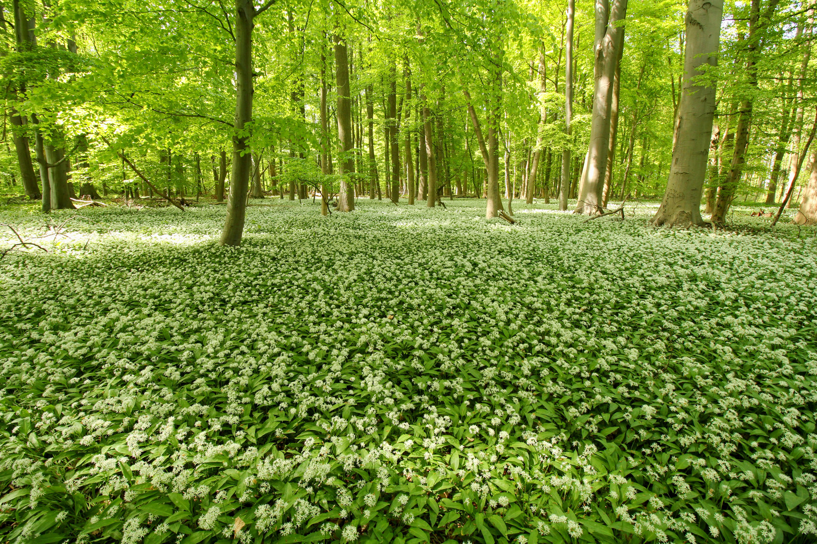 im Bärlauchwald