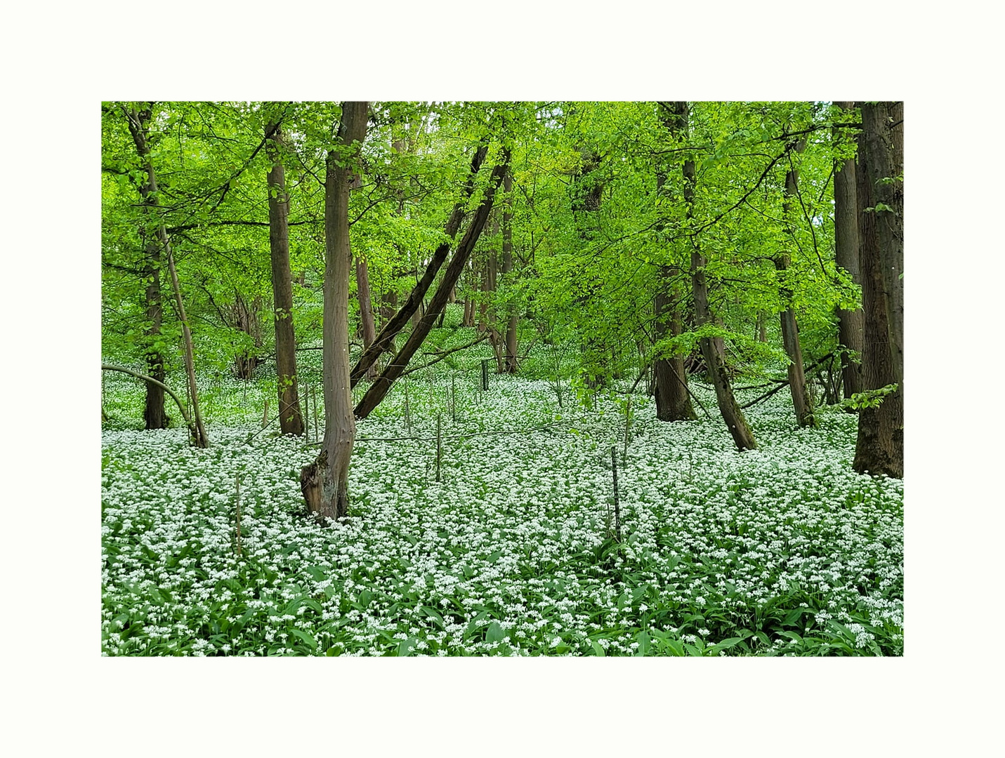 Im Bärlauchwald