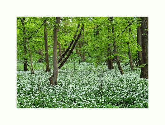 Im Bärlauchwald