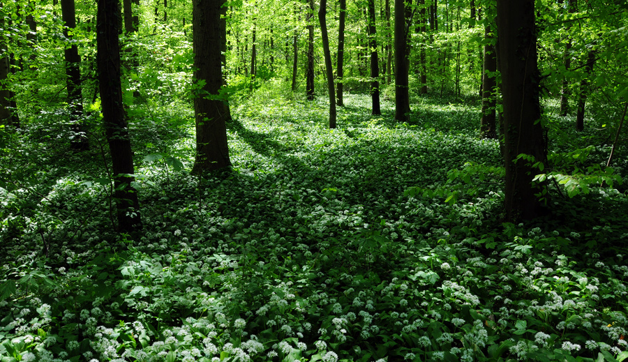 Im Bärlauchwald