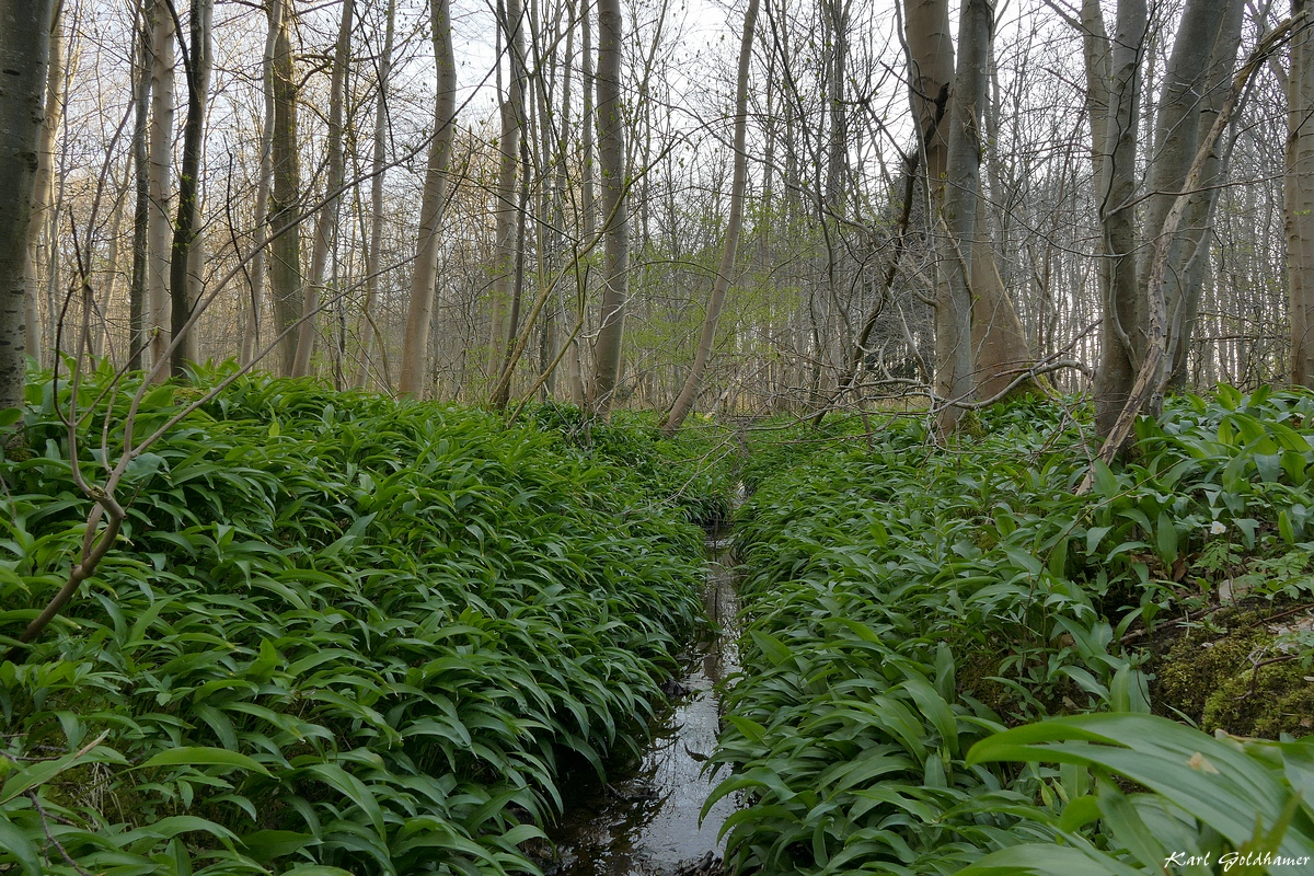 Im Bärlauchwald