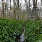 Im Bärlauchwald