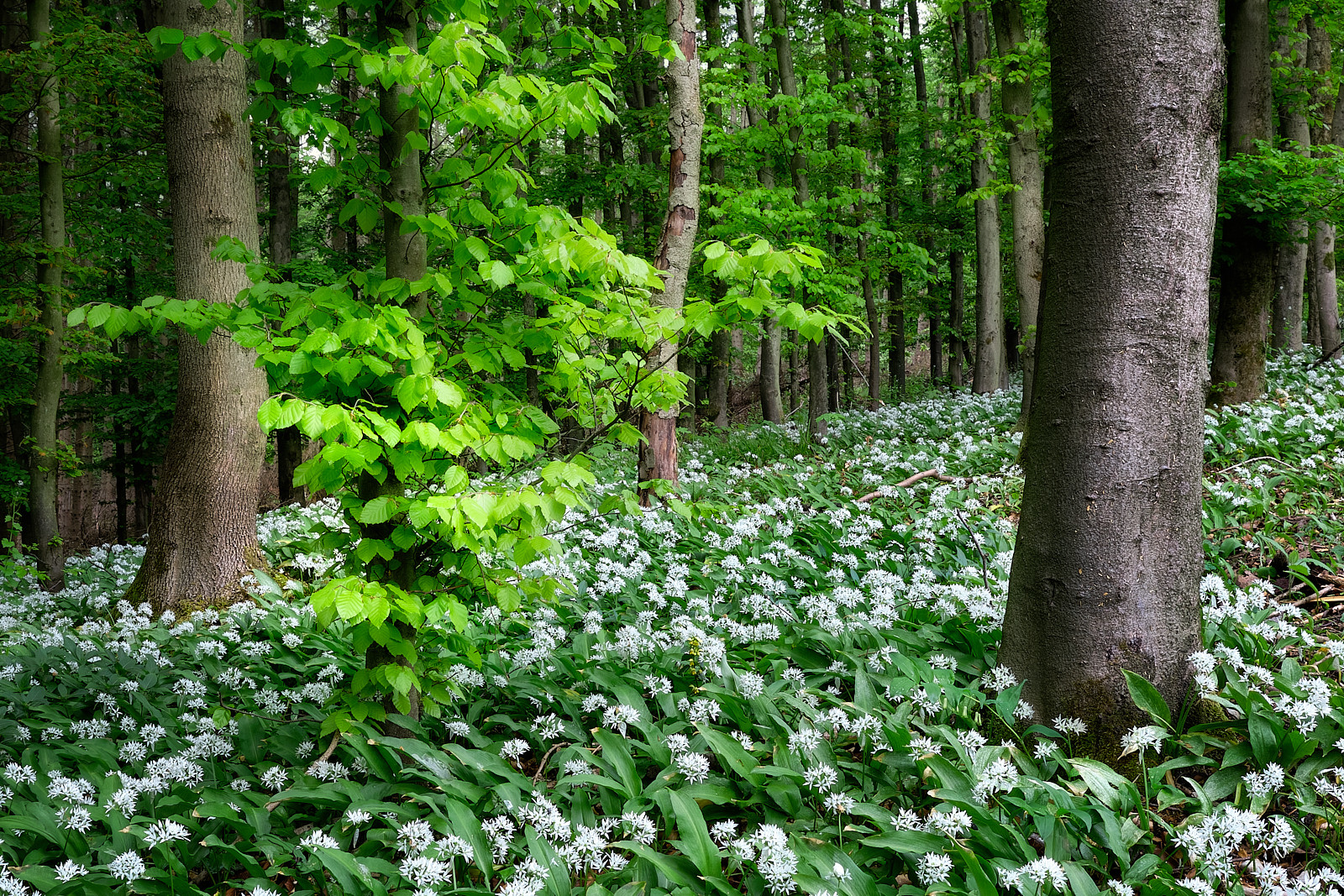 Im Bärlauchwald