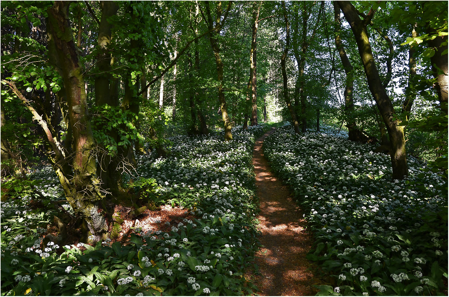 Im Bärlauchwald   I