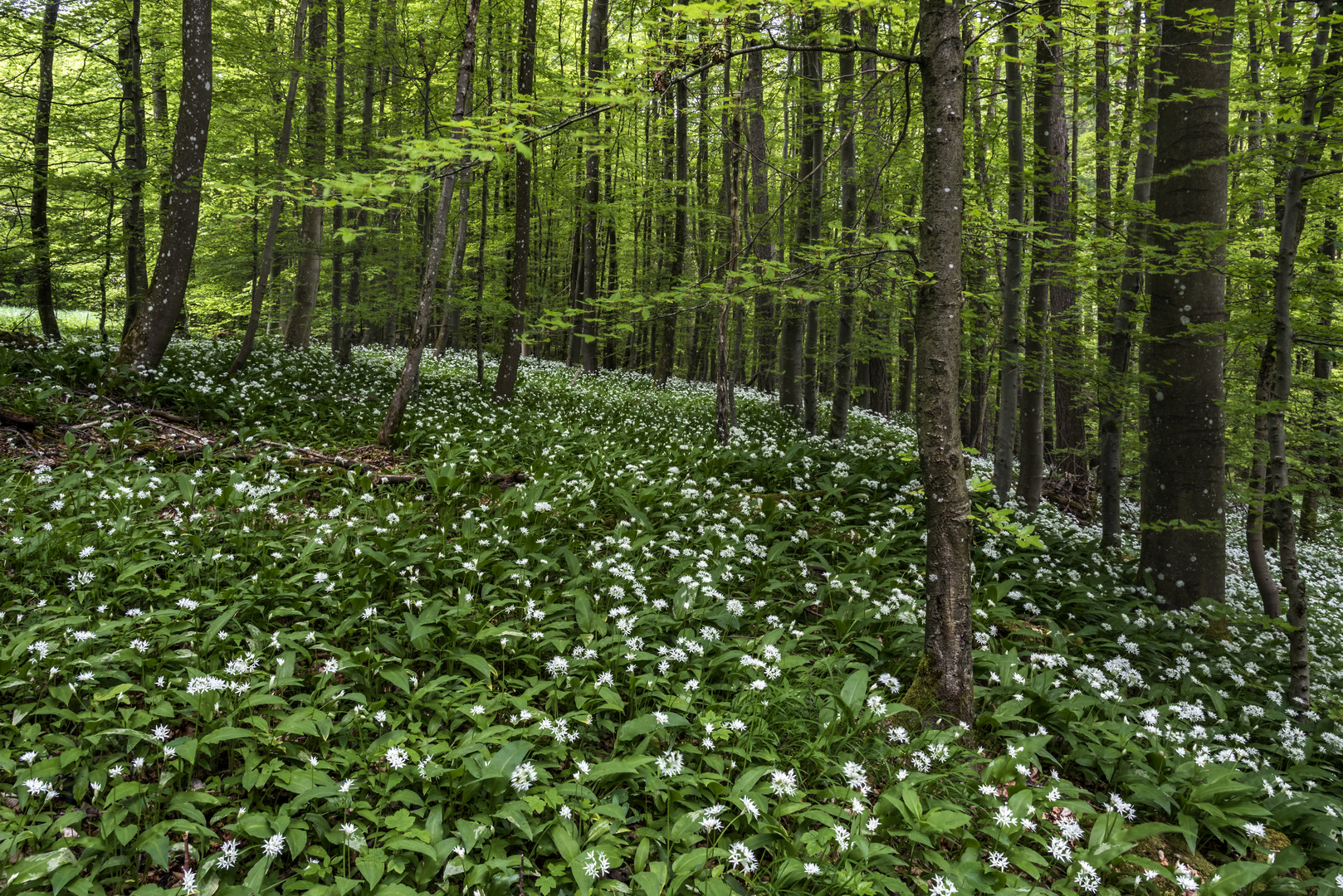 *Im Bärlauchwald II*