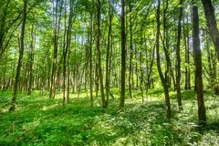 im Bärlauchwald zur Blüte