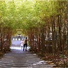 im Bambus Tunnel