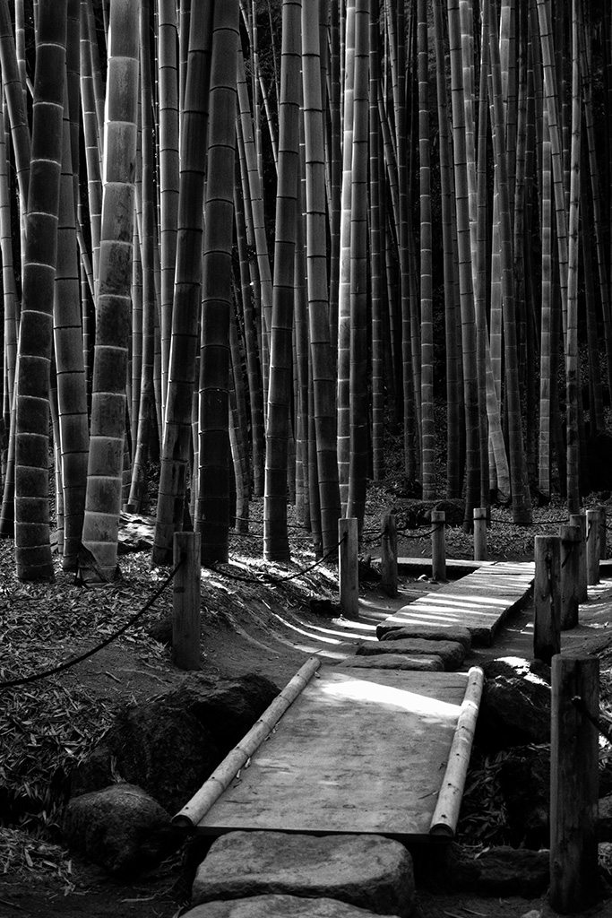 Im Bambuswald