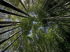 im Bambuswald