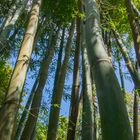 im Bambuswald - Doi Inthanon Wachirathan/Nordthailand